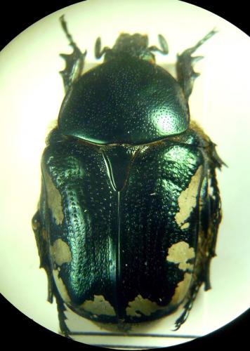 Netocia trojana godeti