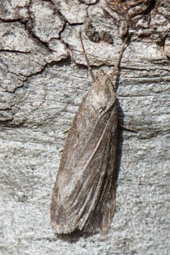 Pachycnemia hippocastanaria