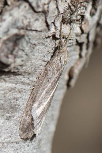 Pachycnemia hippocastanaria