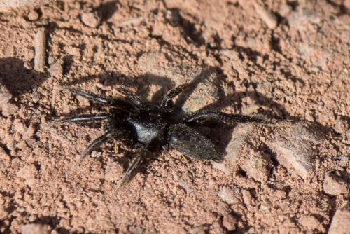 Scotophaeus sp.
