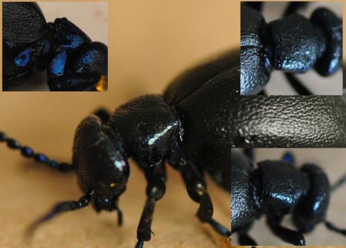 Meloe violaceus