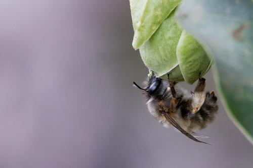 Anthophora sp.