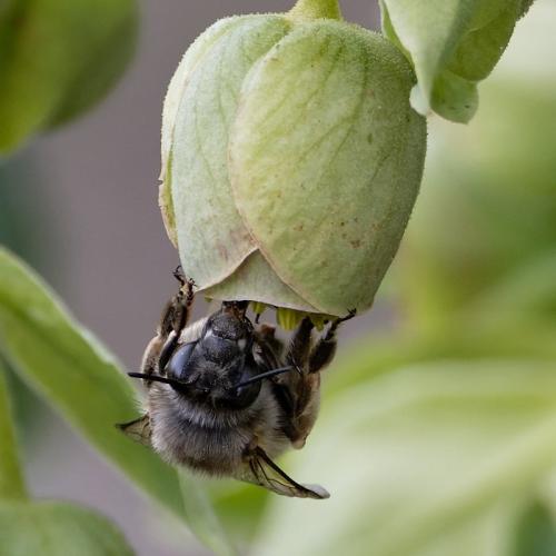 Anthophora sp.