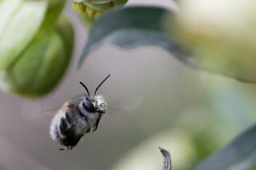 Anthophora sp.