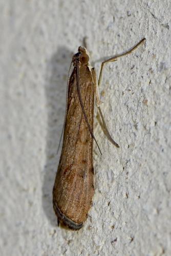 Nomophila noctuella