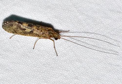 Réf. 276 856 : Hydropsyche sp.