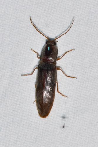 Réf. 276 855 : Stenagostus rhombeus
