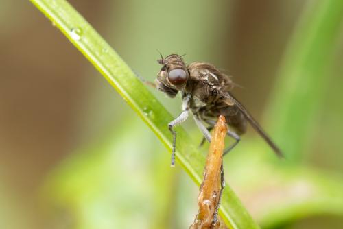 Réf. 276 628 : Parydra coarctata