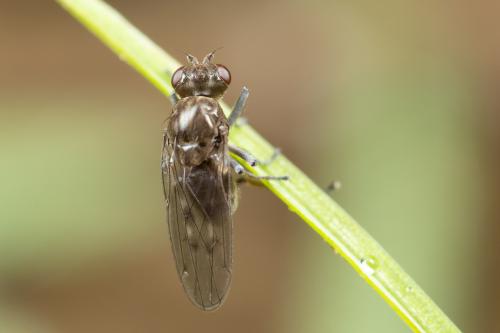 Parydra coarctata