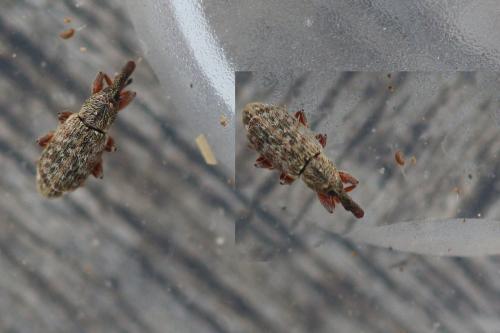 Dorytomus salicinus