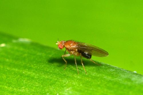 Lordiphosa sp.