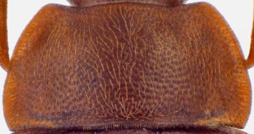 Réf. 276 877 : Epuraea sp.