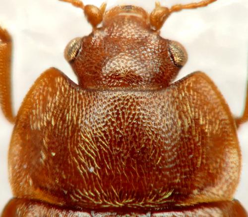 Réf. 276 878 : Epuraea sp.