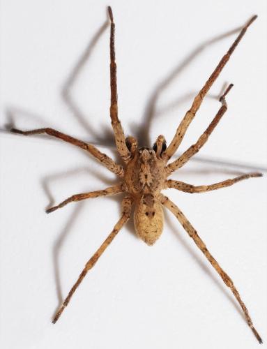 Zoropsis (media-spinimana)