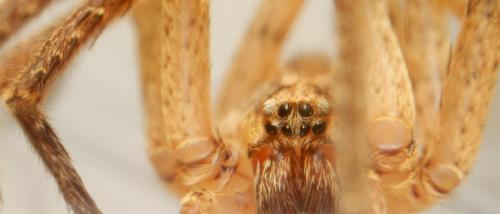 Zoropsis (media-spinimana)