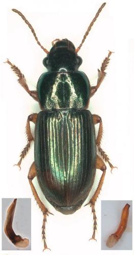 Réf. 276 013 : Harpalus affinis