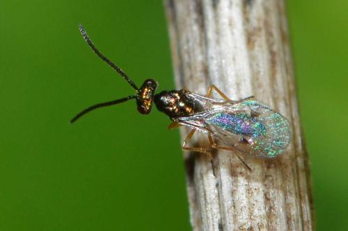Réf. 276 610 : Miscogaster sp.