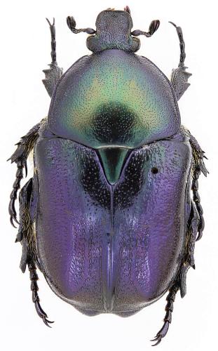 Foveopotosia judith