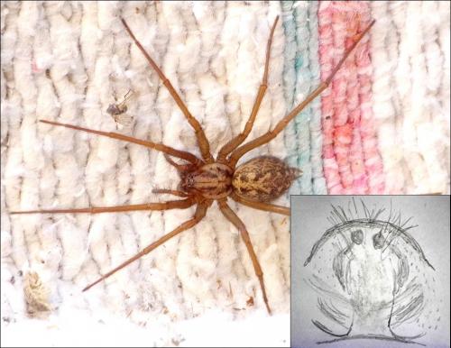 Eratigena sp.
