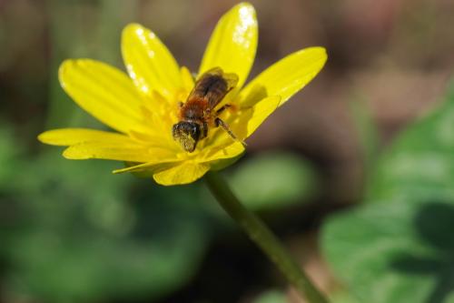 Réf. 276 358 : Andrena sp.