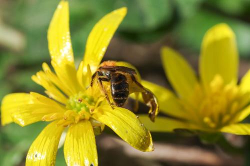 Réf. 276 359 : Andrena sp.