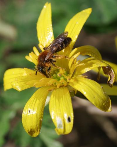 Réf. 276 360 : Andrena sp.