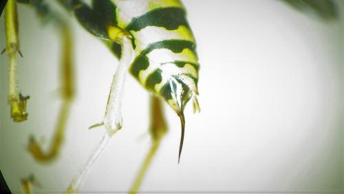 Polistes dominula