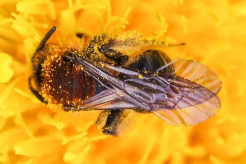 Réf. 276 868 : Andrena lagopus