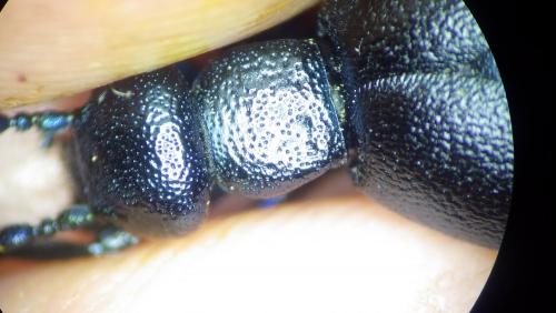 Réf. 276 991 : Meloe proscarabaeus