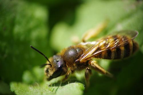 Réf. 276 567 : Halictus scabiosae