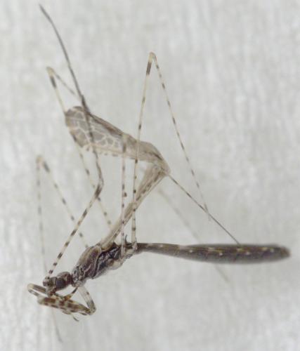 Empicoris rubromaculatus