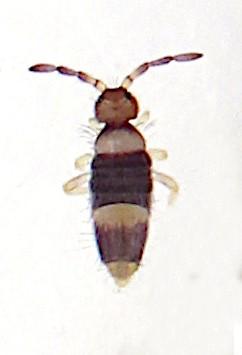 Entomobrya albocincta