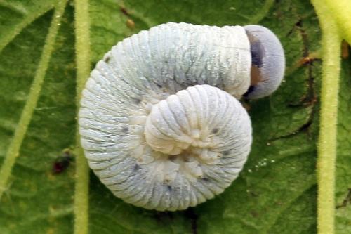 Emphytus truncatus