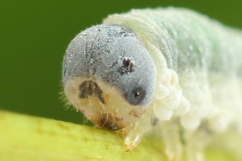 Réf. 276 247 : Emphytus truncatus