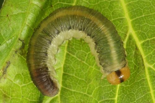 Emphytus truncatus