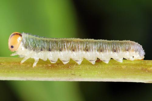 Emphytus truncatus