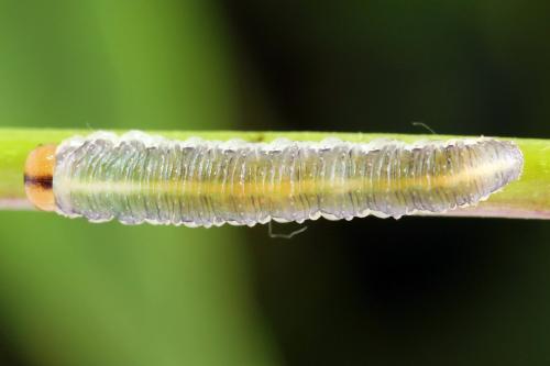 Emphytus truncatus