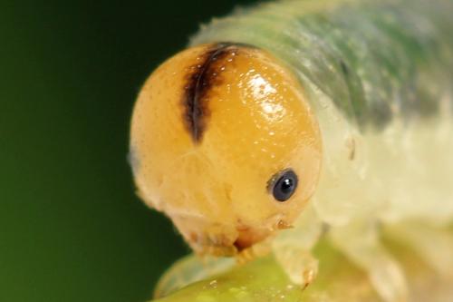 Emphytus truncatus