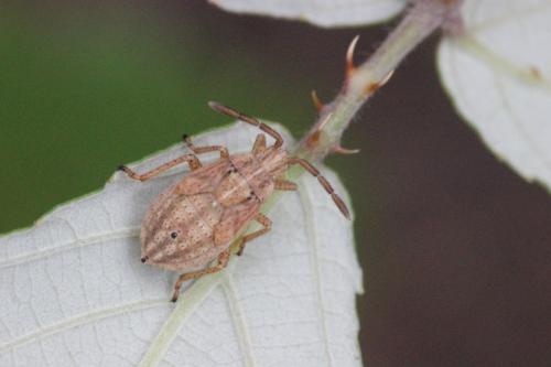 Stictopleurus sp.