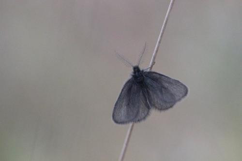 Epichnopterix sp.