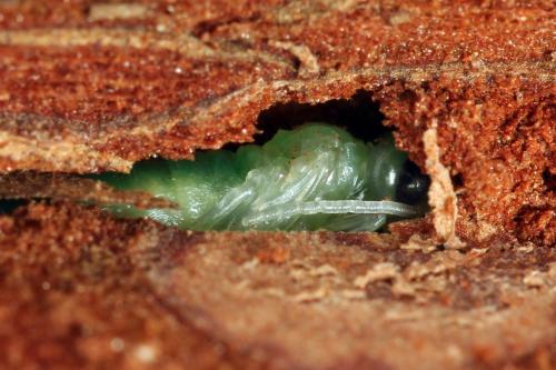 Emphytus truncatus