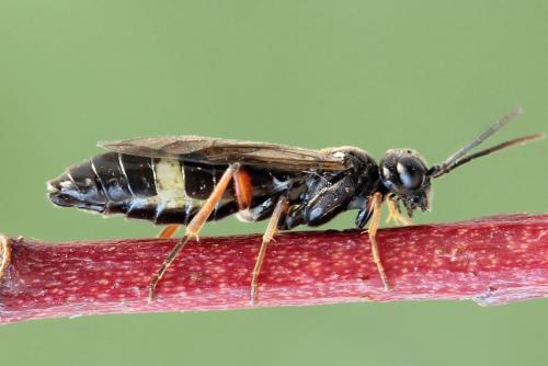 Emphytus truncatus