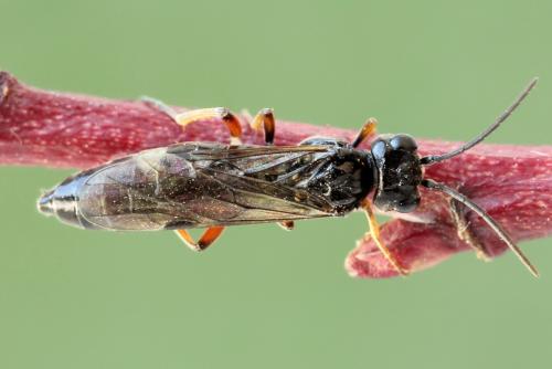 Emphytus truncatus