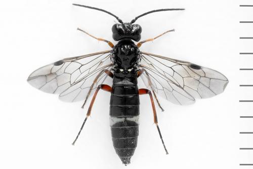 Emphytus truncatus