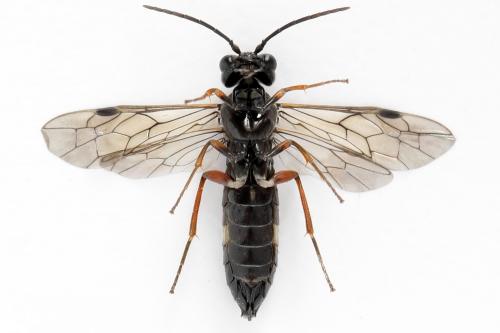 Réf. 276 258 : Emphytus truncatus