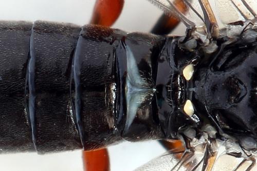 Emphytus truncatus