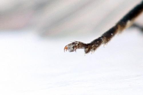 Emphytus truncatus