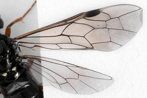 Emphytus truncatus