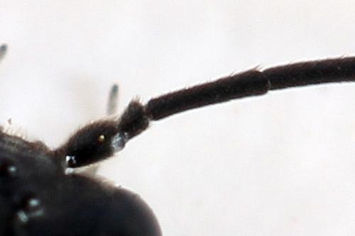Emphytus truncatus