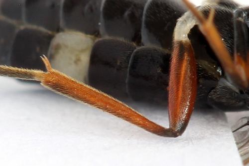 Emphytus truncatus